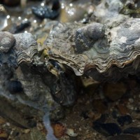 Pacific Oyster